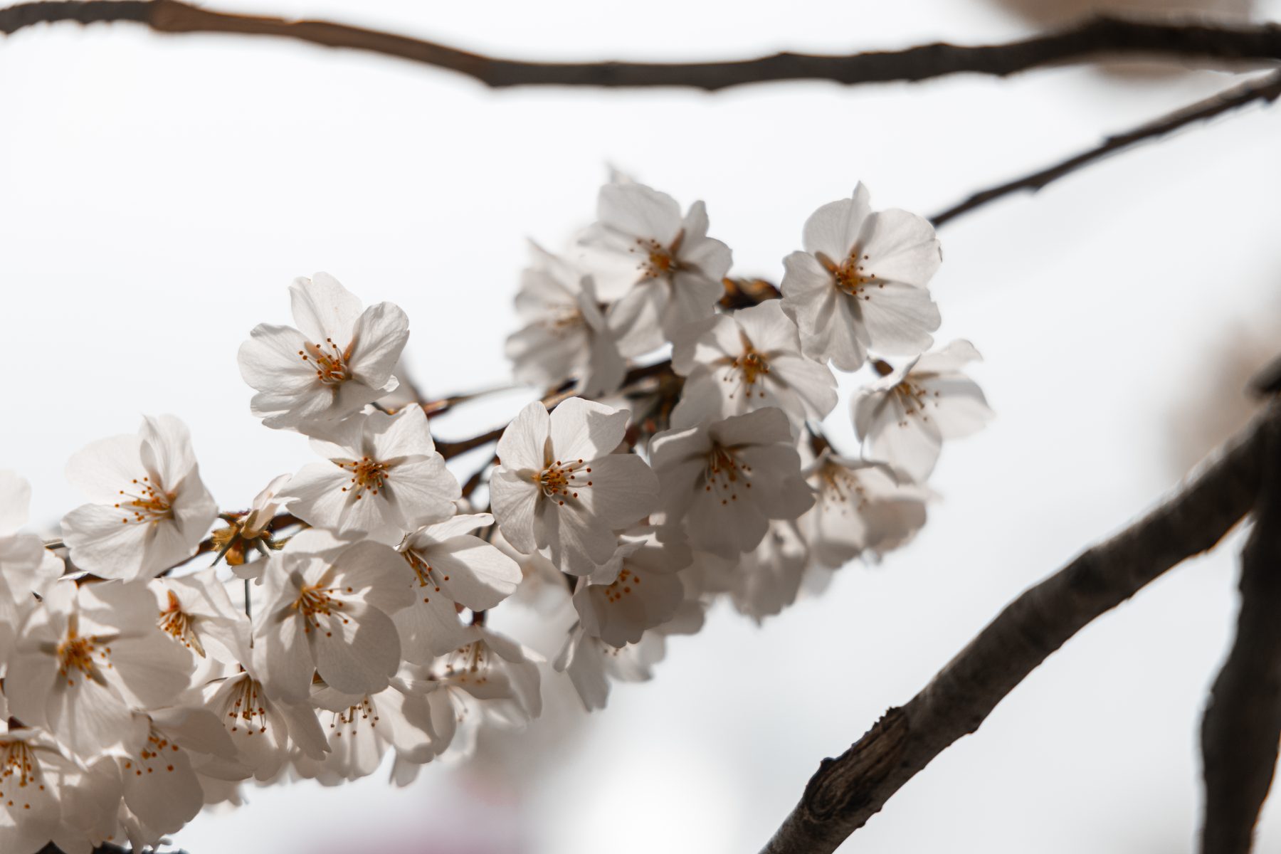 Washington, D.C. in Bloom — photo by Josh Benedick