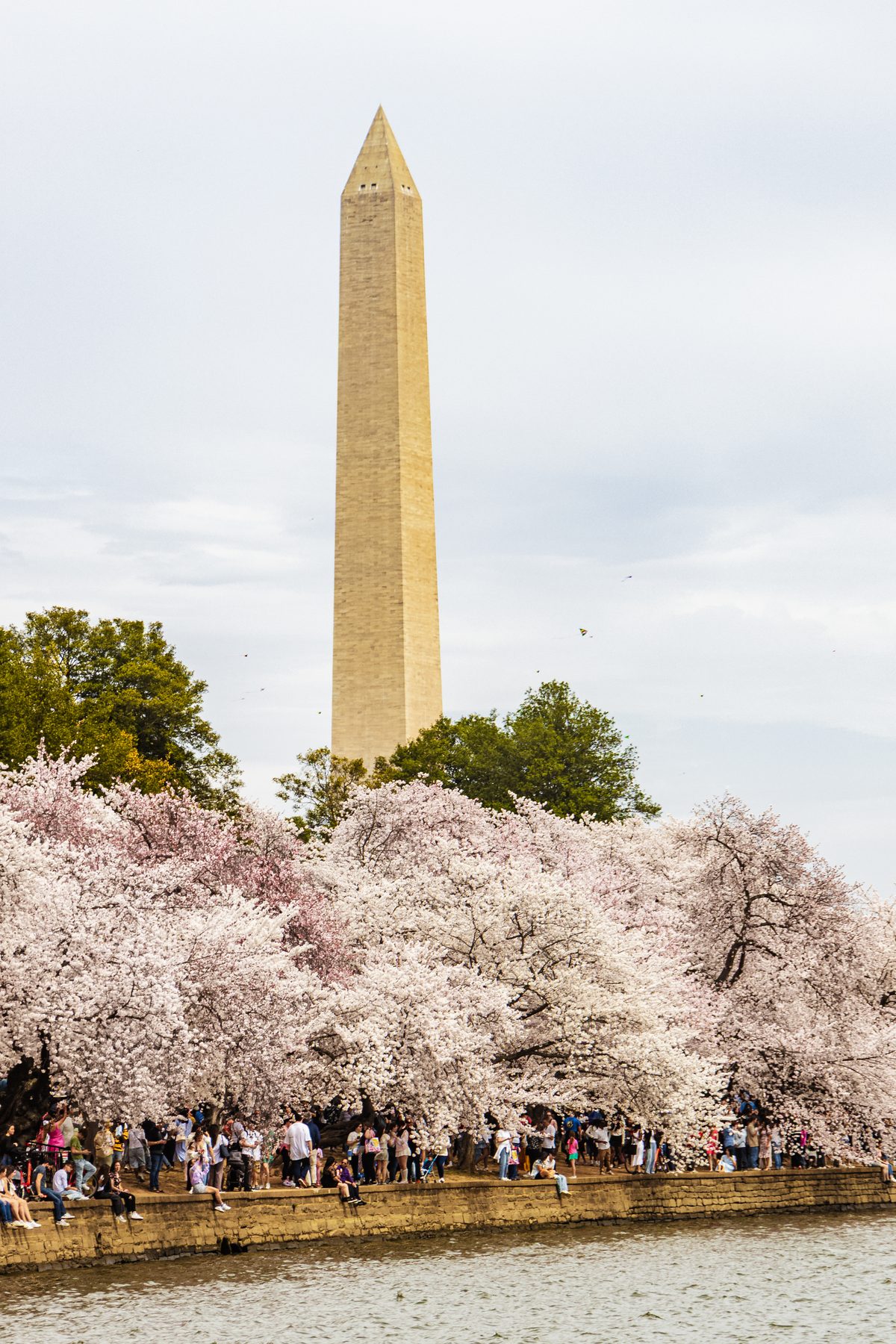 Washington, D.C. in Bloom — photo by Josh Benedick