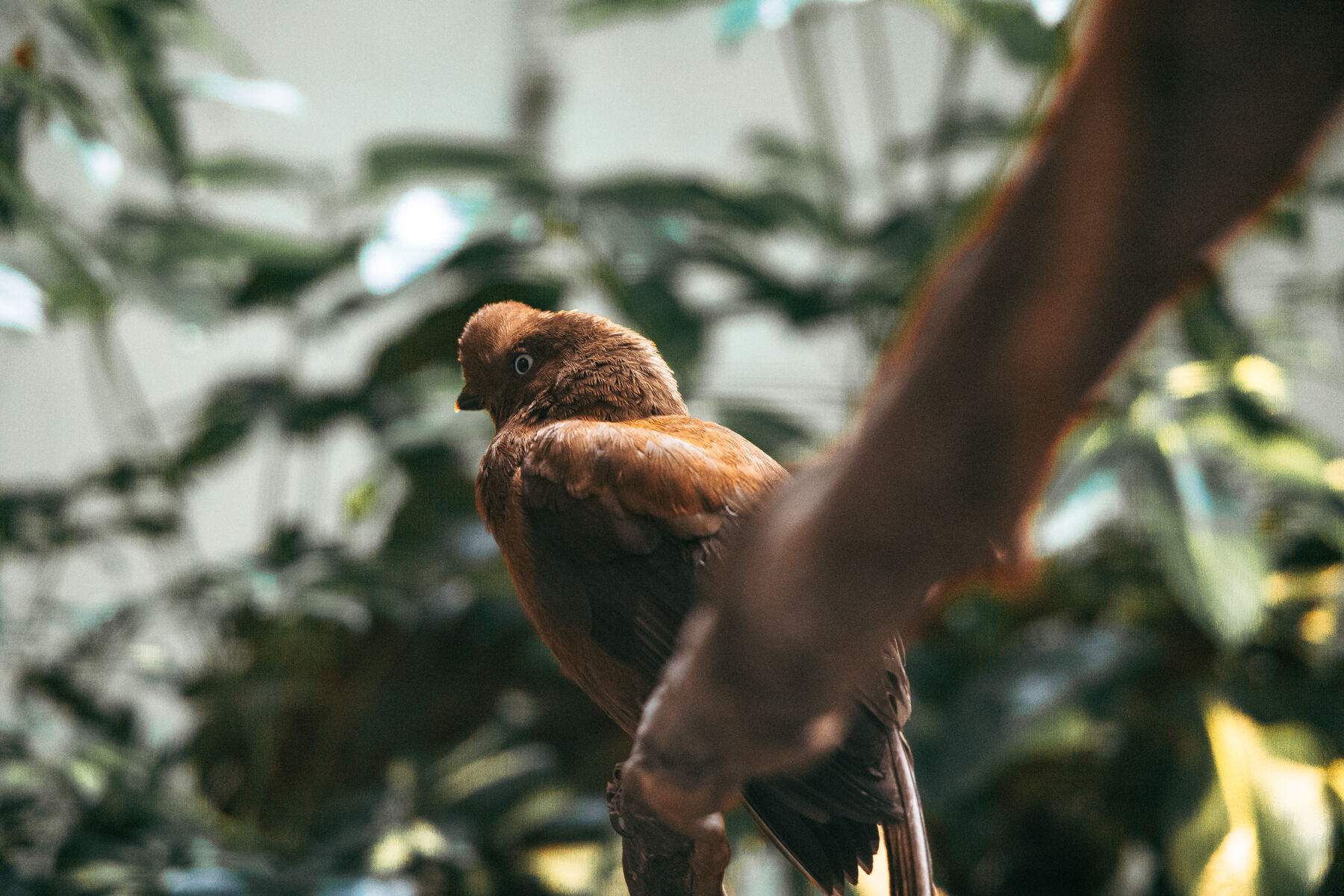 A hawk perched and watching from the National Aviary's Remarkable Raptors show