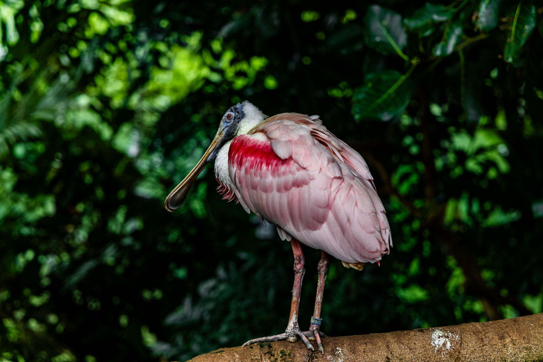 A roseate spoonbill perched on a branch at the National Aviary