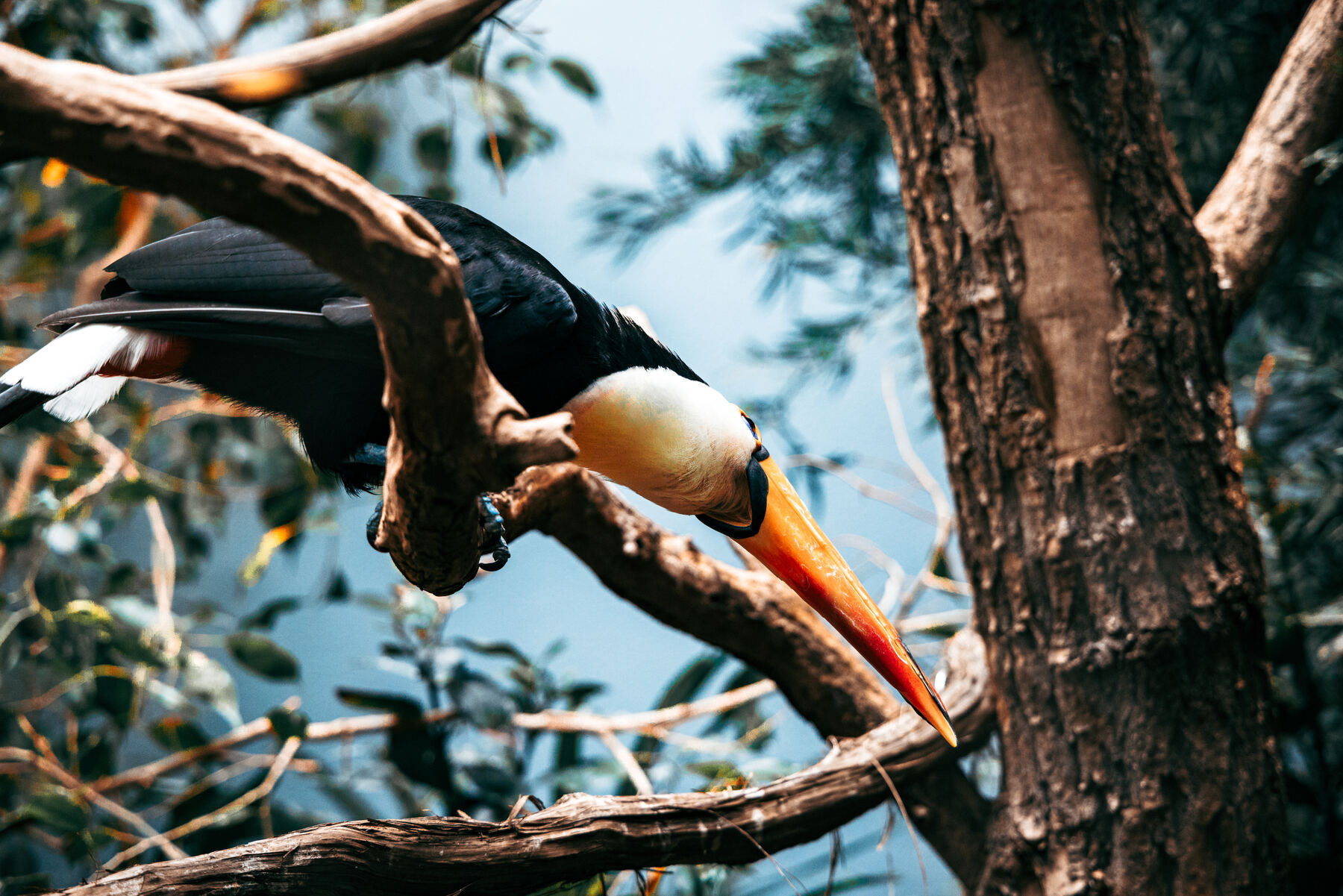 Two toco toucans facing each other on a branch at the National Aviary