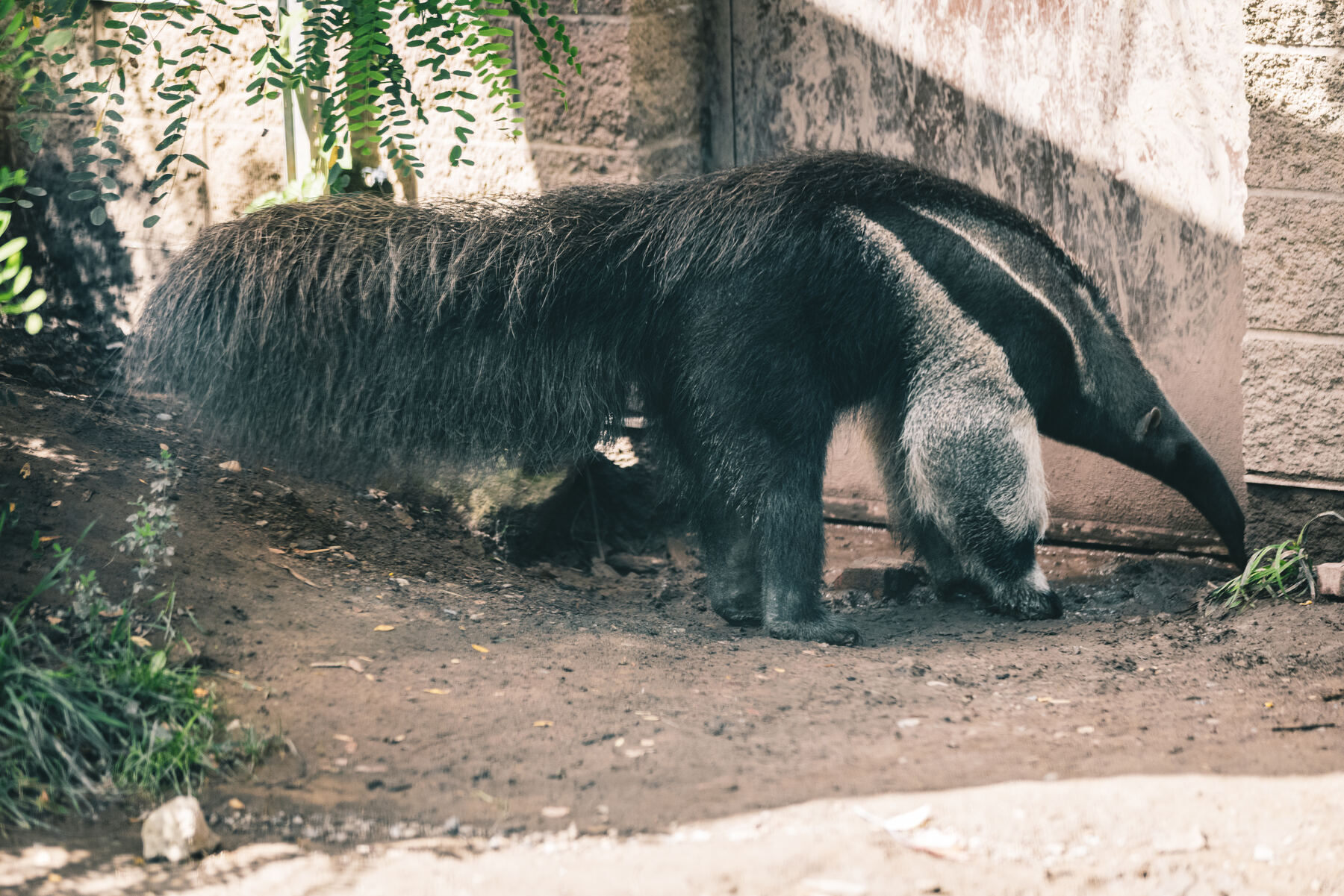 A giant anteater foraging at the Pittsburgh Zoo