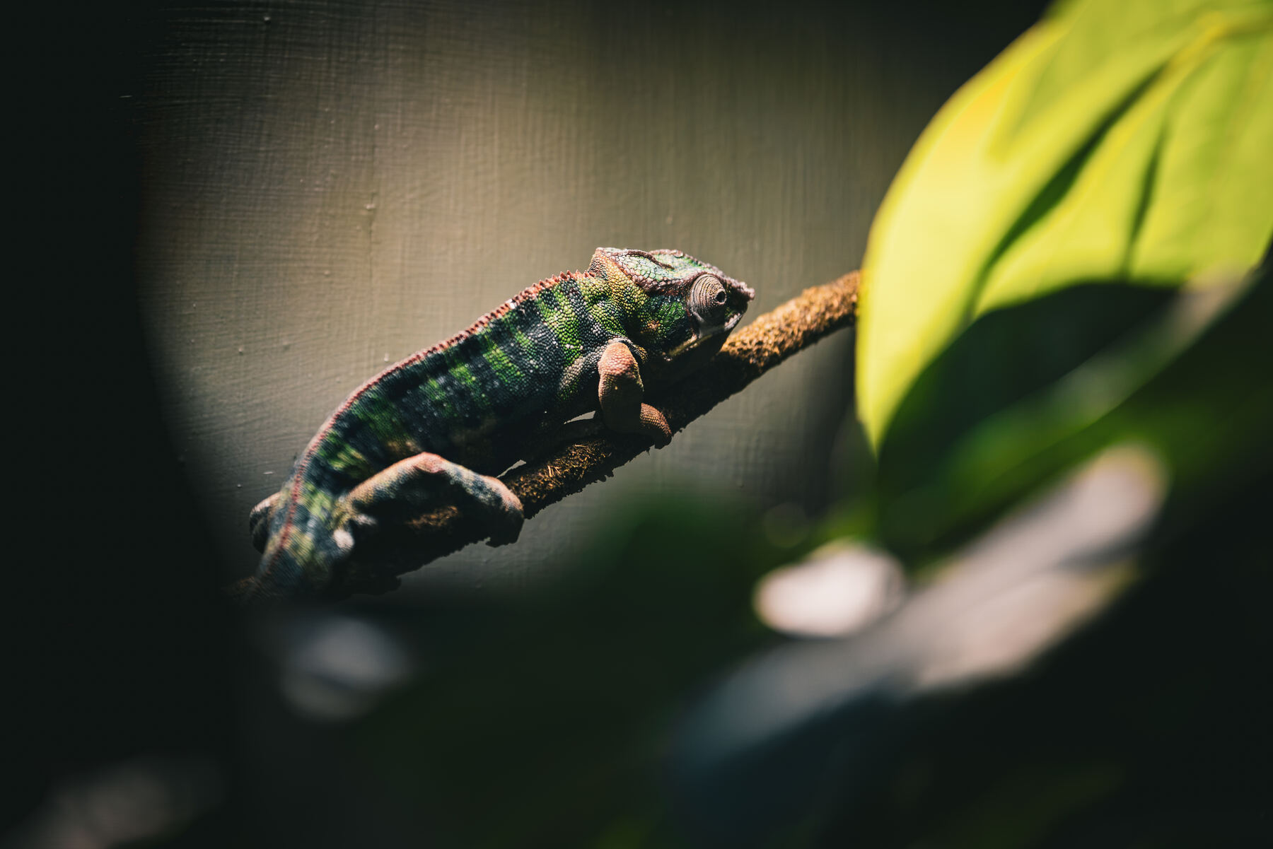 A chameleon gripping a branch at the Pittsburgh Zoo