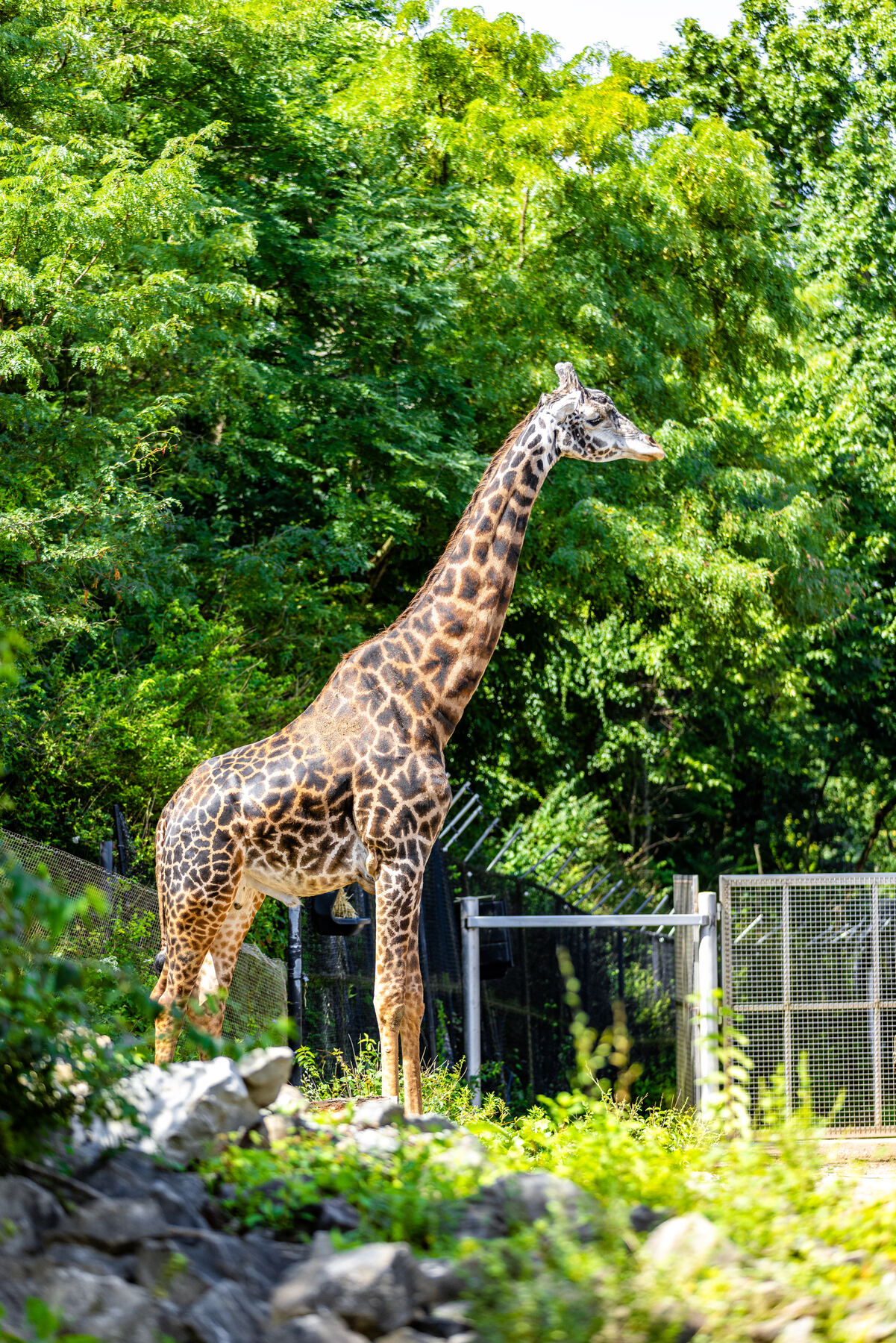 A giraffe among the trees at the Pittsburgh Zoo