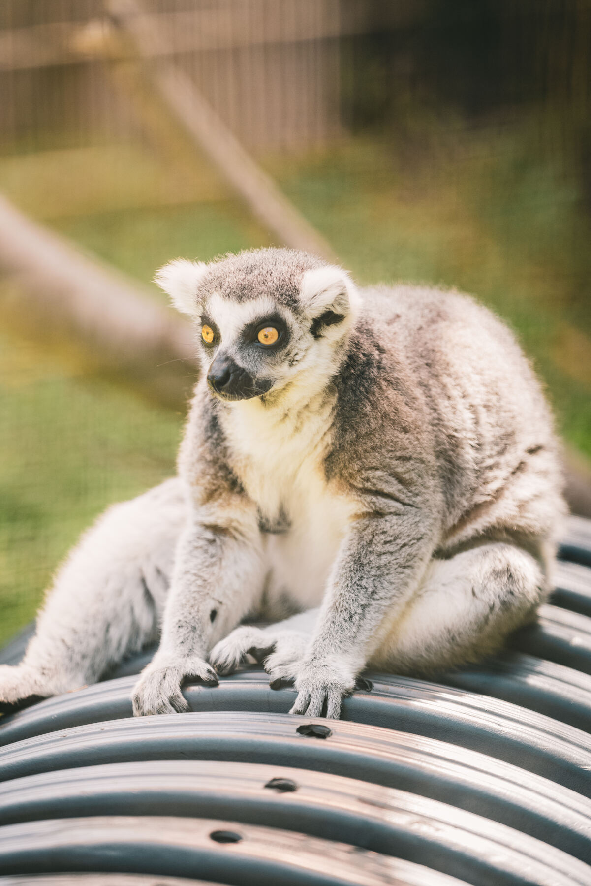A ring-tailed lemur perched and alert at the Pittsburgh Zoo